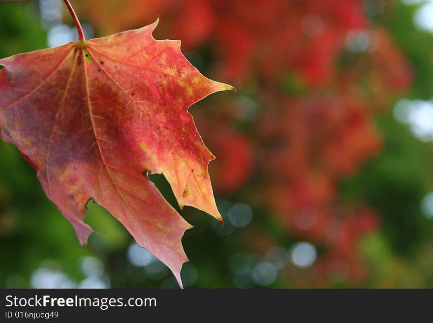 Autumn Leaves