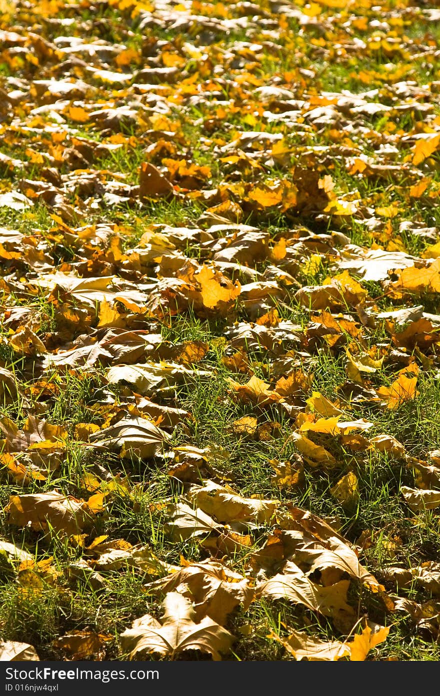 Fallen maple leaves lay on a lawn