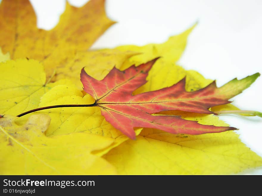 Heap of leaves