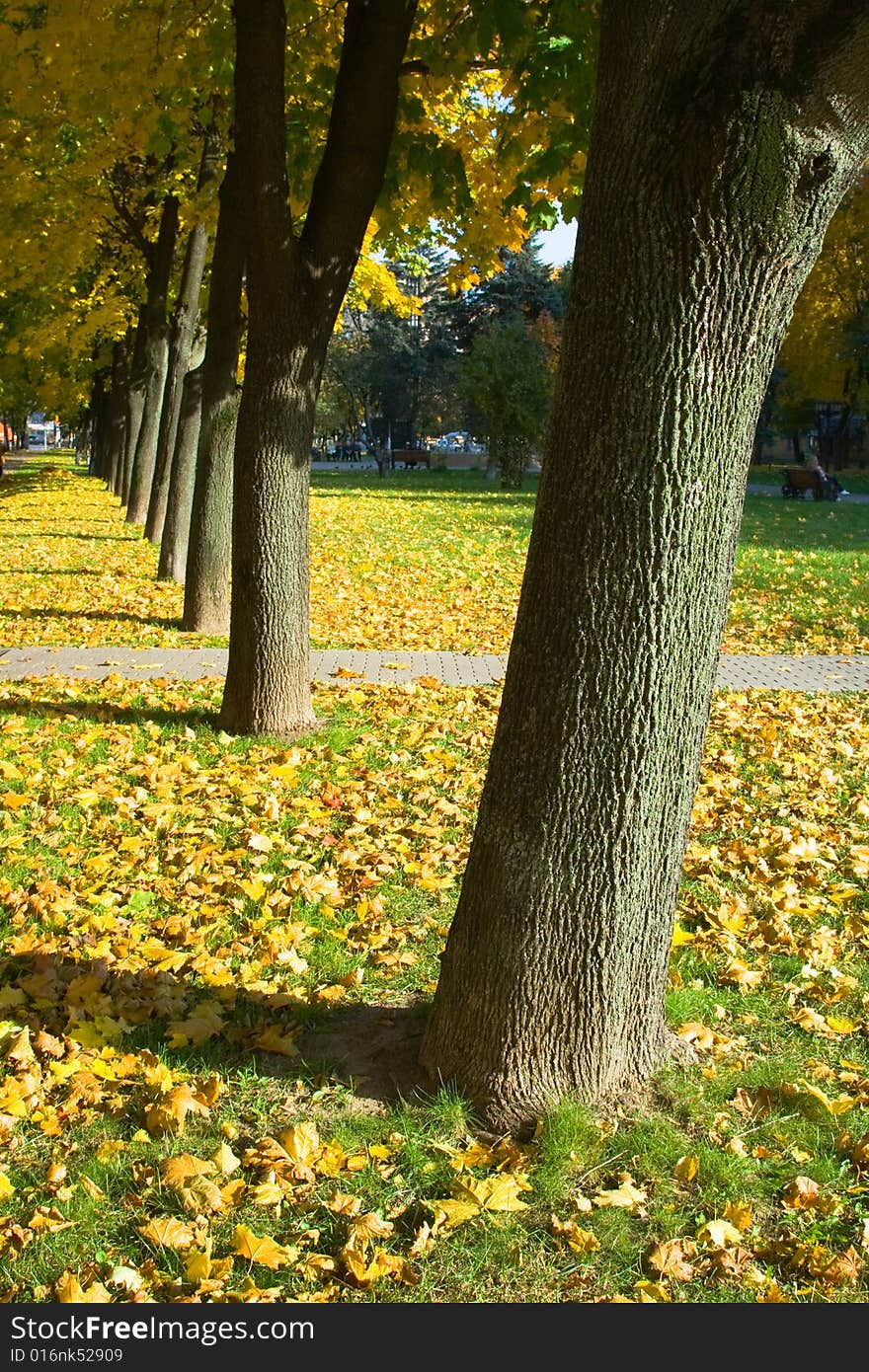 The avenue among trees is covered by leaves. The avenue among trees is covered by leaves