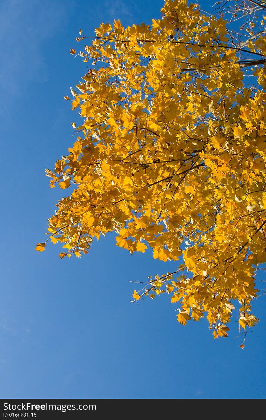 Yellow maple leaves and  blue sky