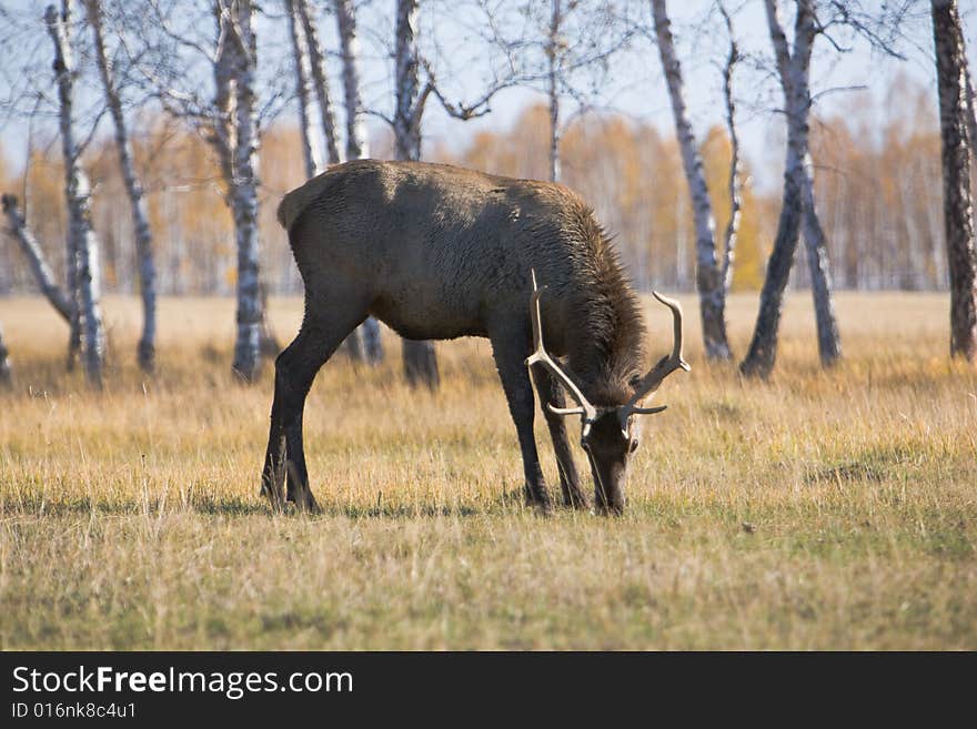 Male deer over forest at autumn. Eating grass.