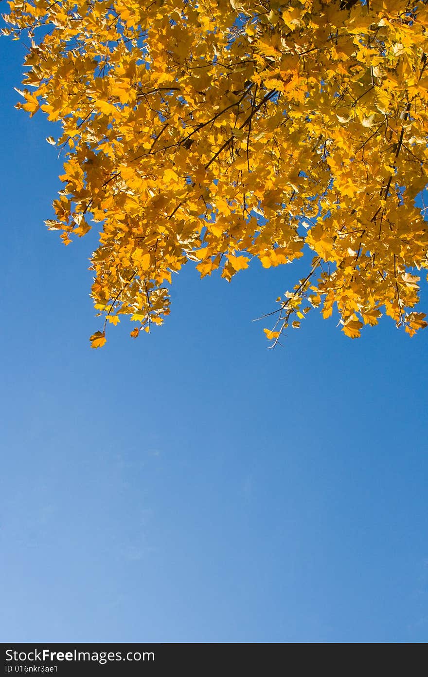 Bright yellow maple leaves on a background of  blue sky