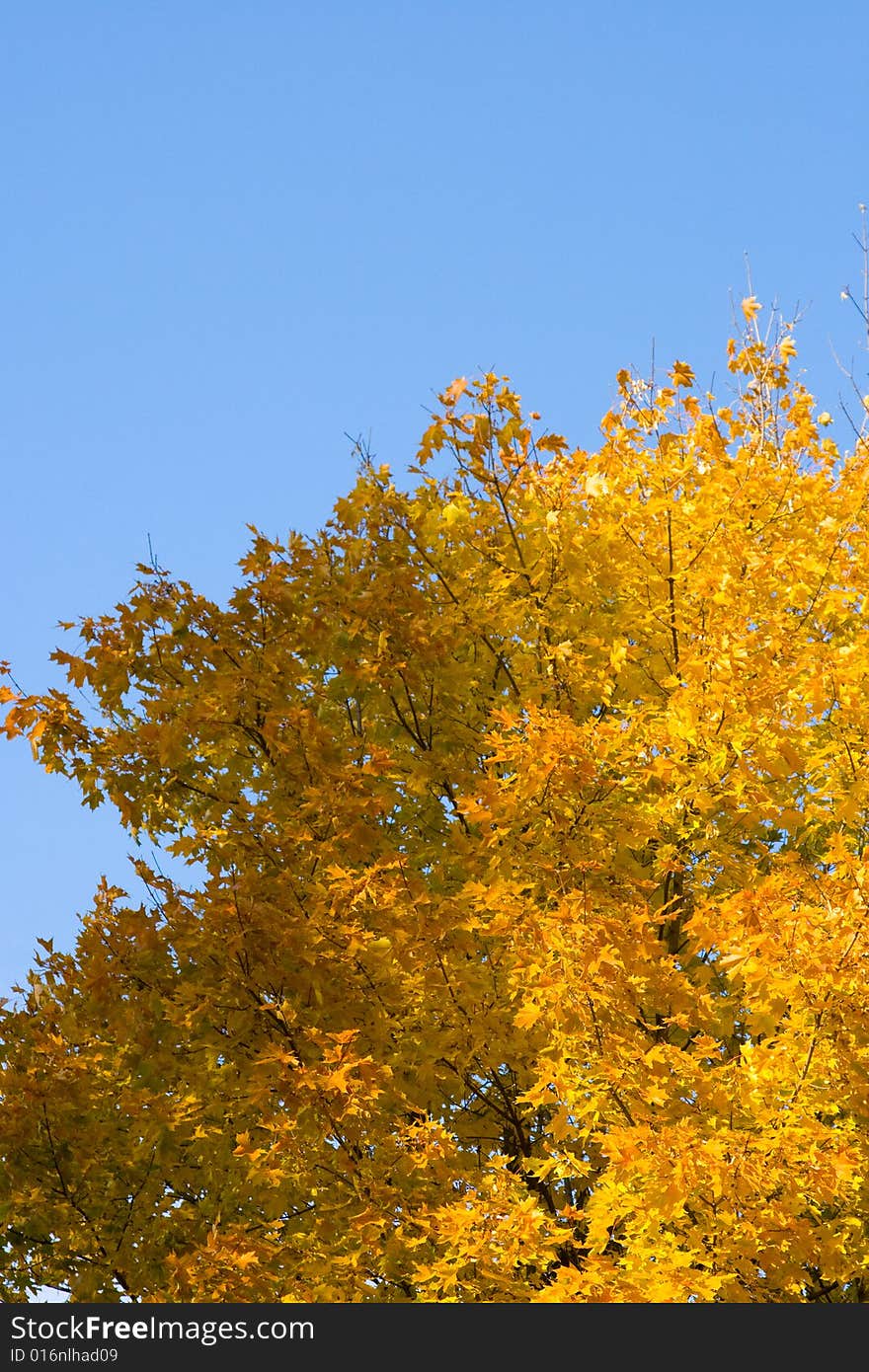 Color maple leaves on a background of the blue sky