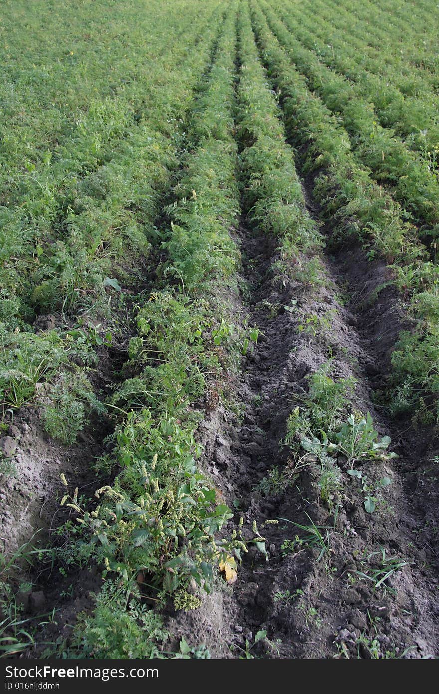 Parsley on a field