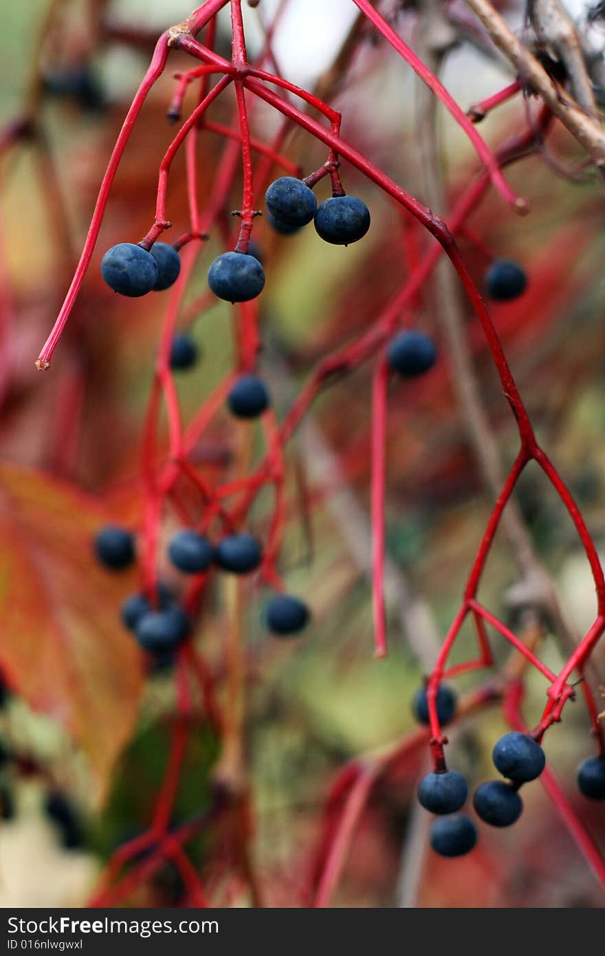 Blue Berries