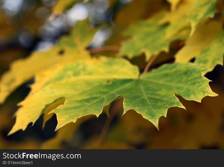 Maple Leaves