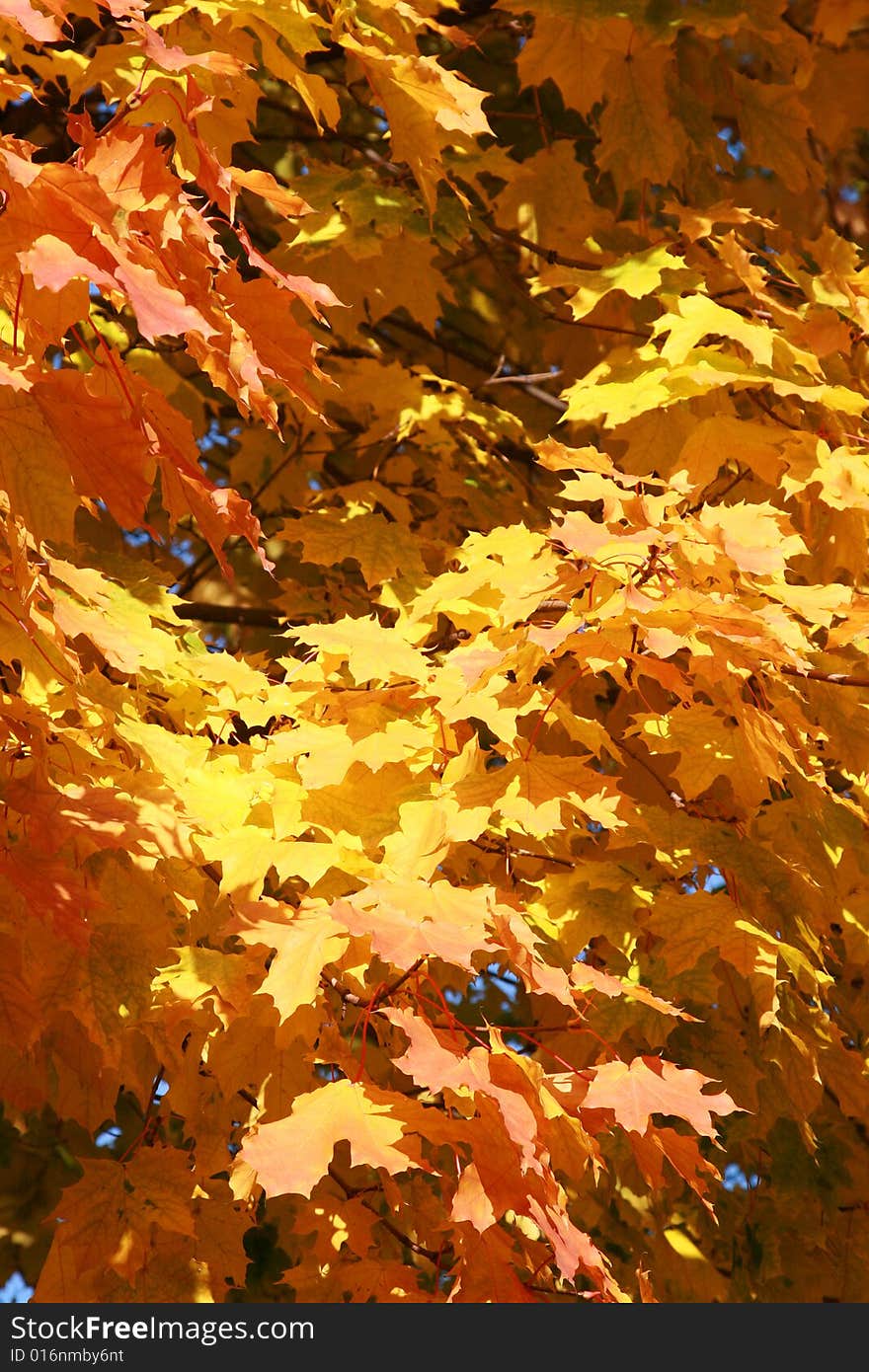 Bright background from color maple leaves