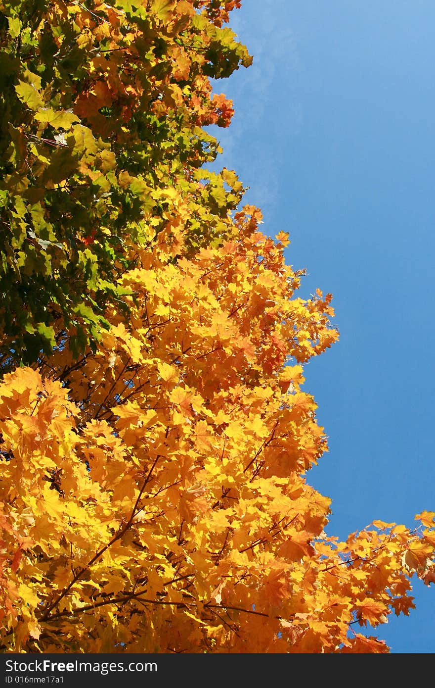 Color maple leaves on a background of the blue sky