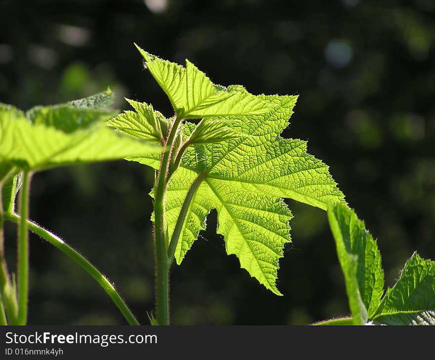 Green Leaf Closeup