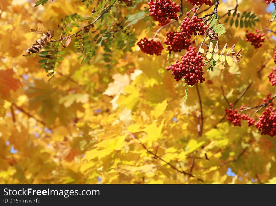 Branch of a mountain ash