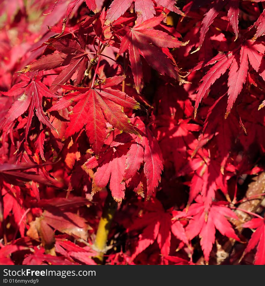 Red autumn leaves detail in the sunlight. Red autumn leaves detail in the sunlight.