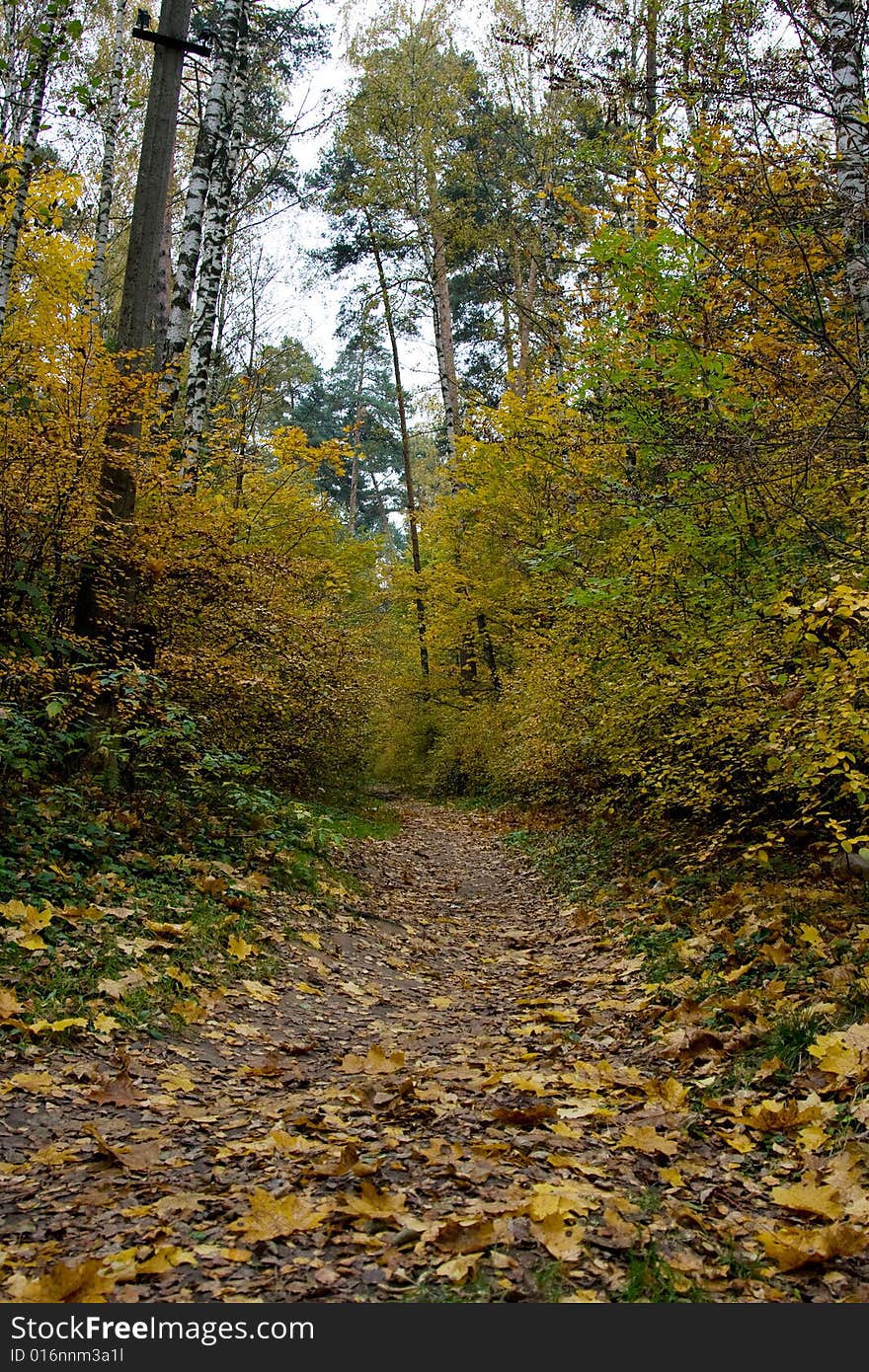 Day time autumn landscape in a wood. Day time autumn landscape in a wood