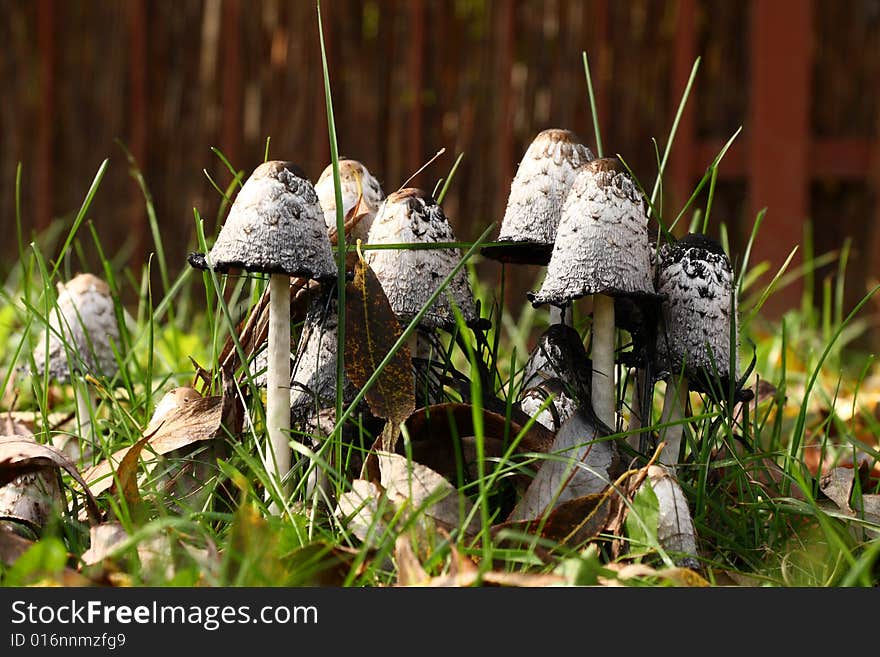 Group of poisonous mushrooms in a grass