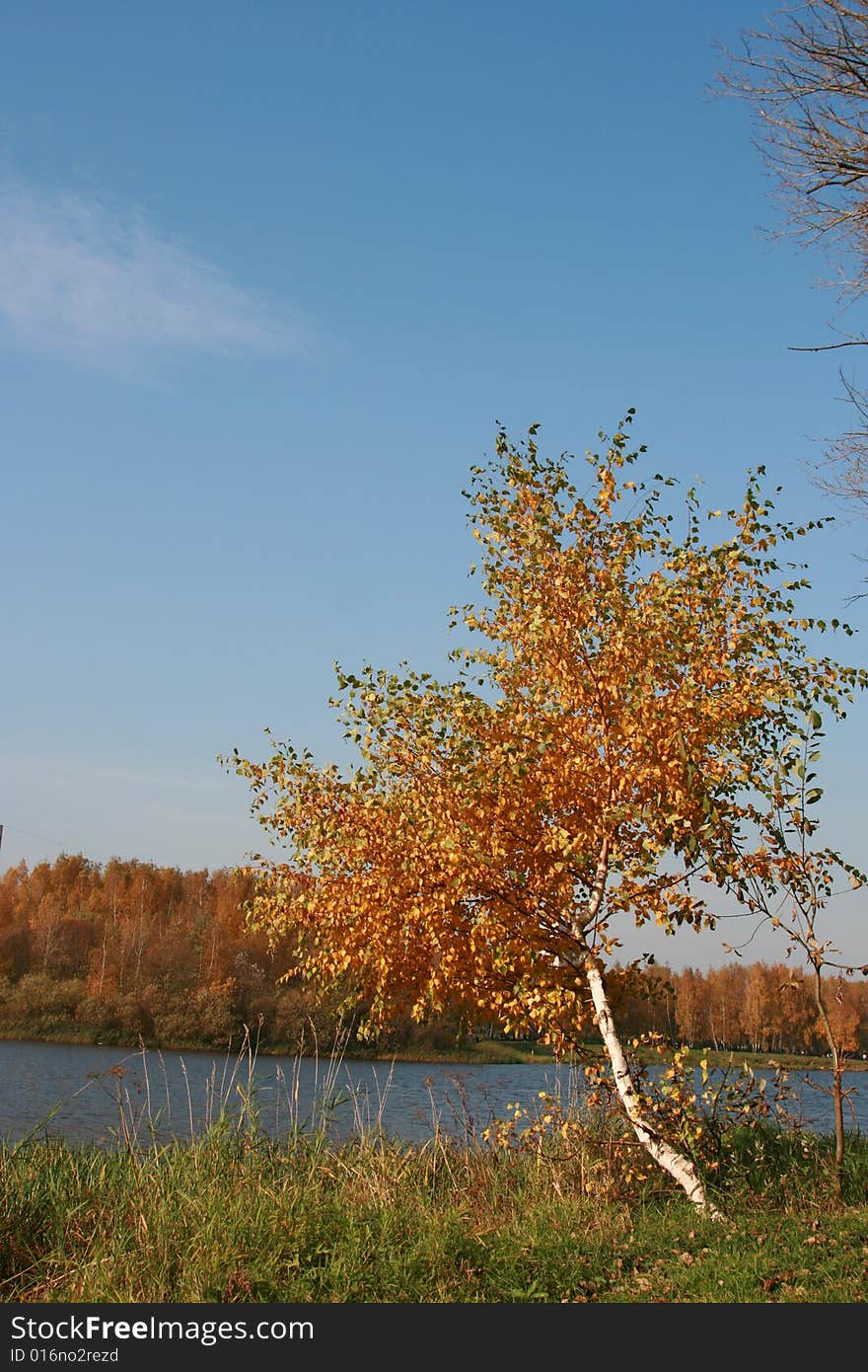 Lonely birch on coast of the river