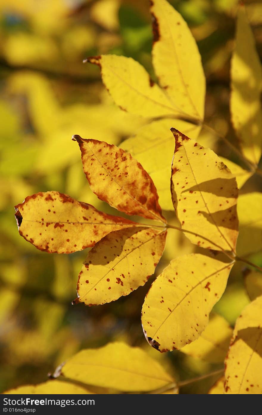 Yellow leaves on branches on a background of the blue sky