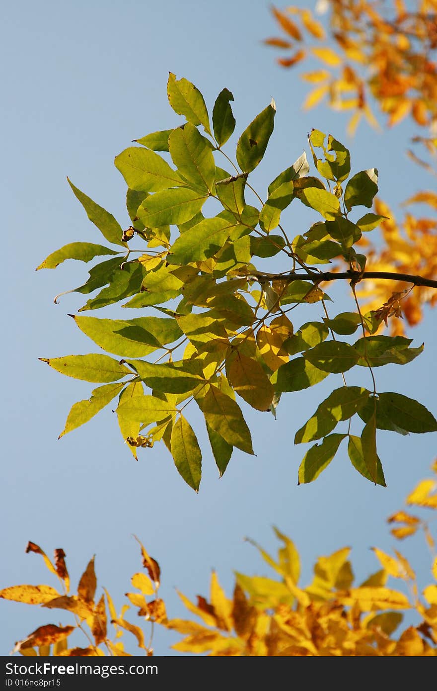 Yellow leaves on branches on a background of the blue sky. Yellow leaves on branches on a background of the blue sky