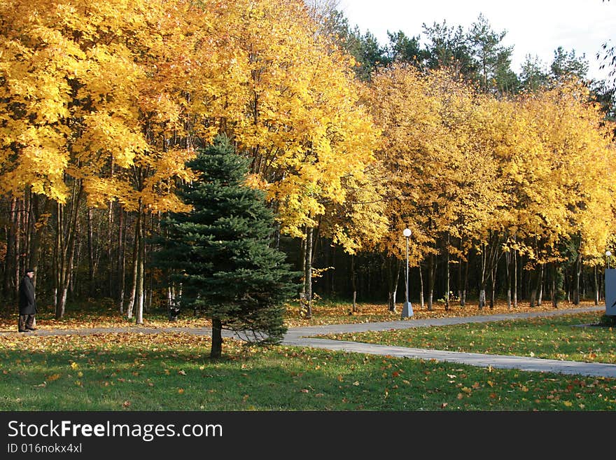 Day time autumn landscape in a wood