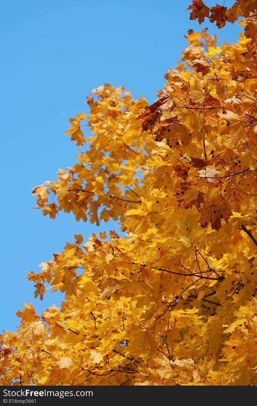 Yellow leaves on branches on a background of the blue sky