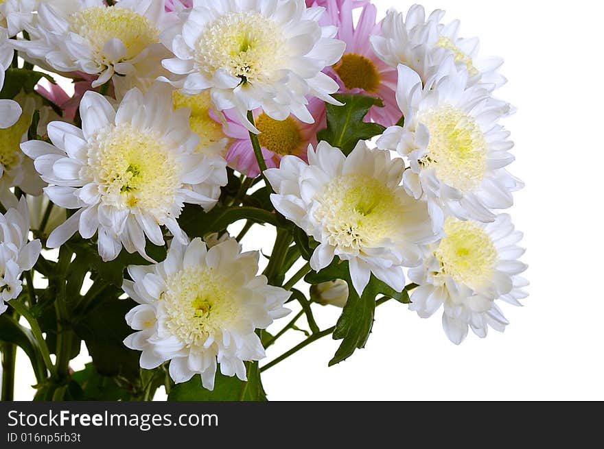 Garden chrysanthemum