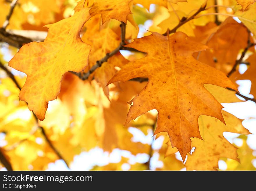 Yellow oak leaves - natural texture background