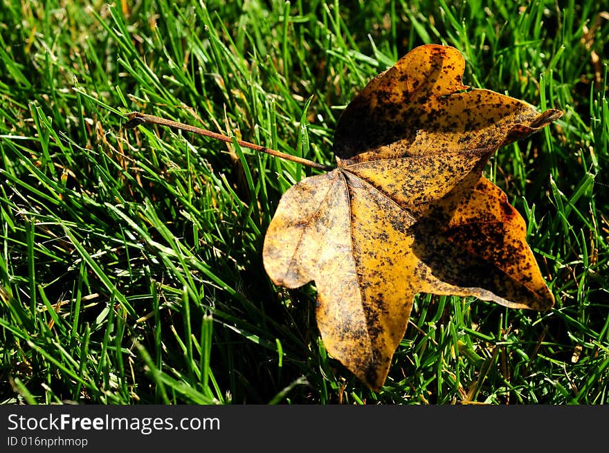 A view with a leaf in the grass