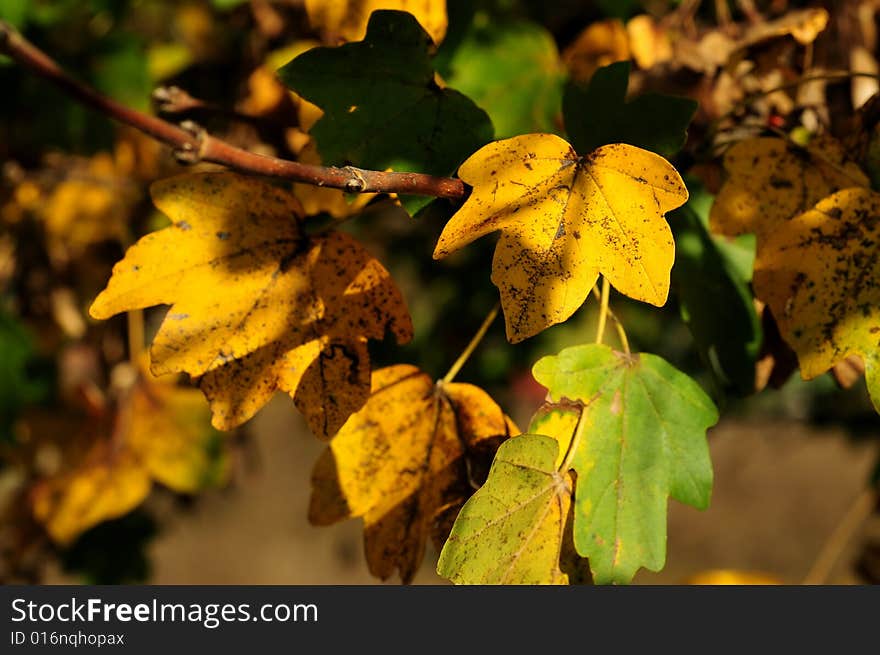 Yellow leaves on a tree