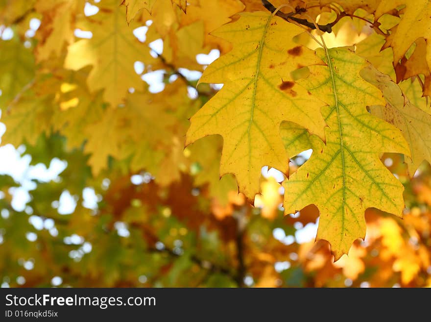 Yellow oak leaves - natural texture