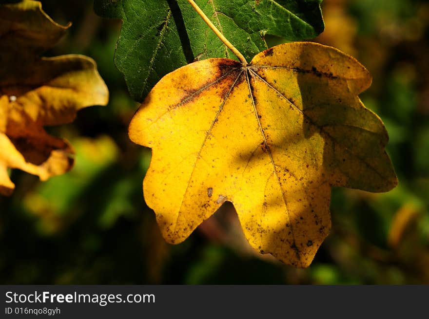 Yellow leaves on a tree