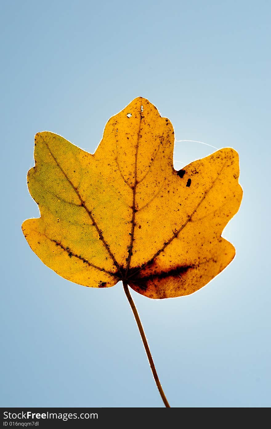 A view with a leaf against blue sky