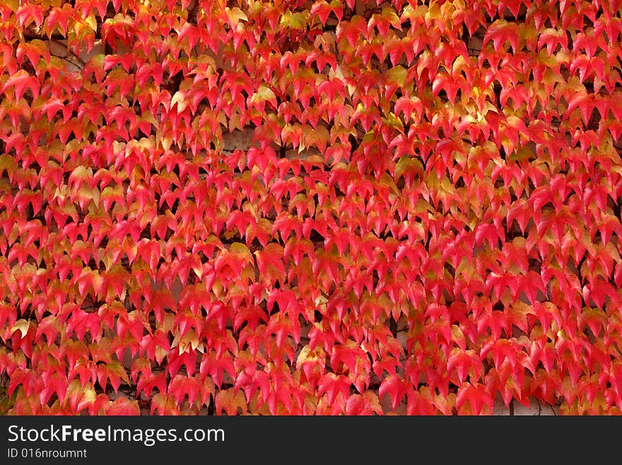 Creeper red leaves - natural texture background. Creeper red leaves - natural texture background