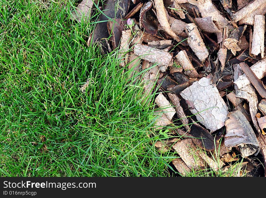 Green Grass And Bark