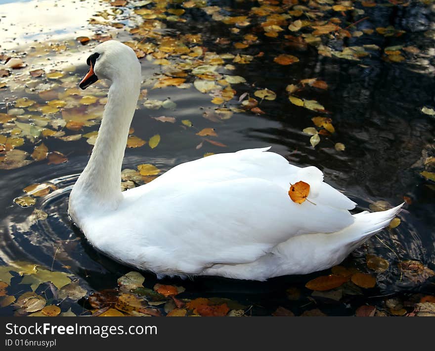 Beautiful swan swimming on black water in autumn park. Beautiful swan swimming on black water in autumn park