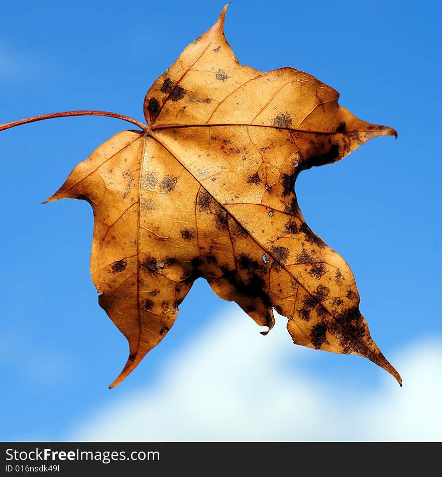 A view with a leaf against blue sky