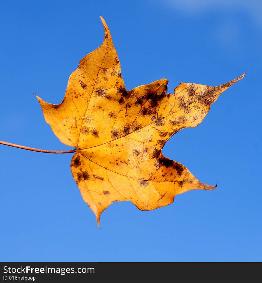 A view with a leaf against blue sky