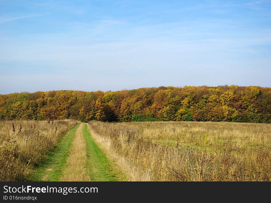 Path in the field anchorwoman to the forest. Path in the field anchorwoman to the forest