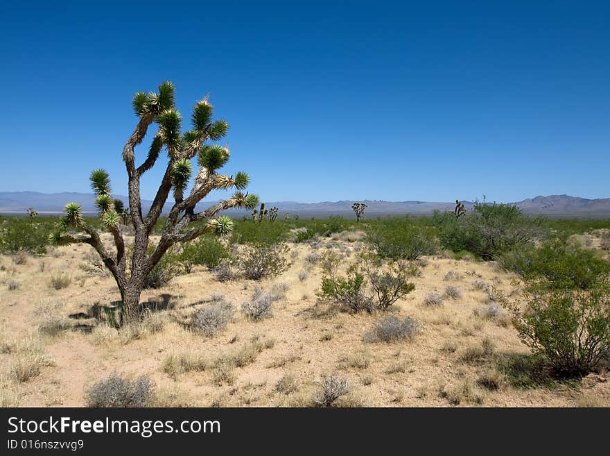 Joshua tree national park with blue sky