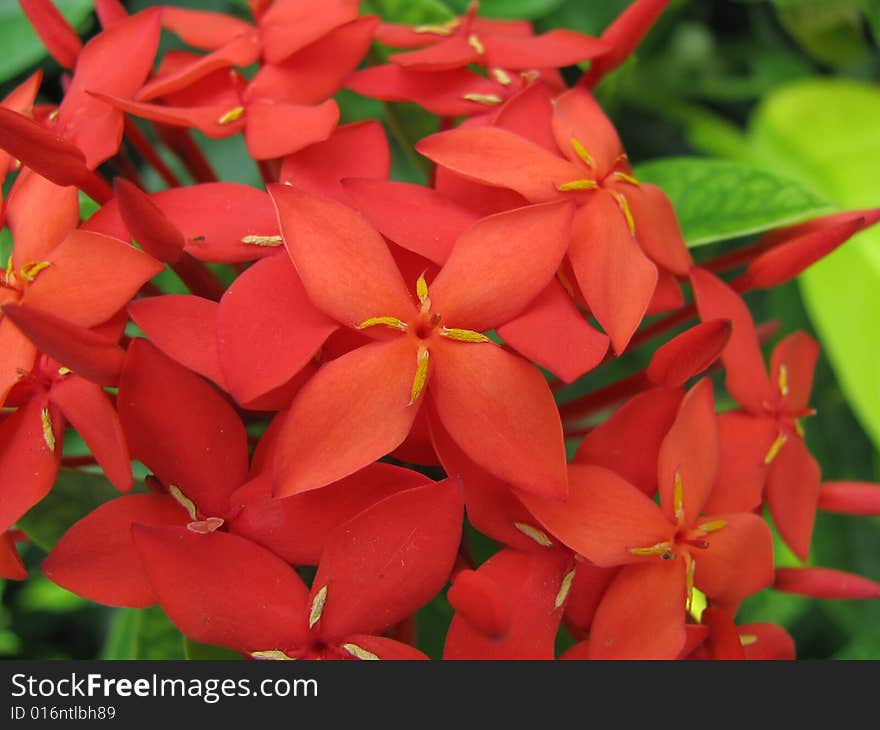 Flowers In Red