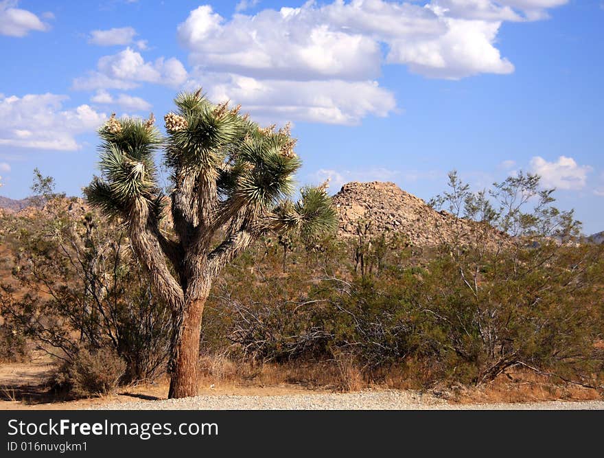 Joshua Tree In The Desert