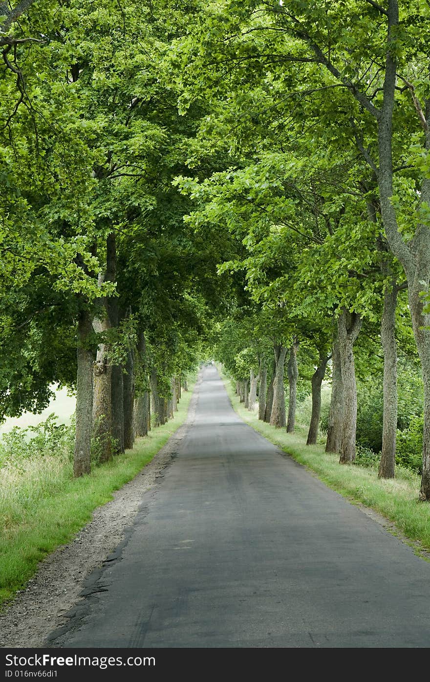 Line Of Trees