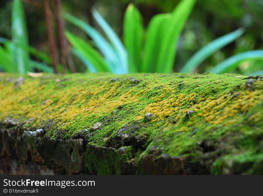 Moss On Wall