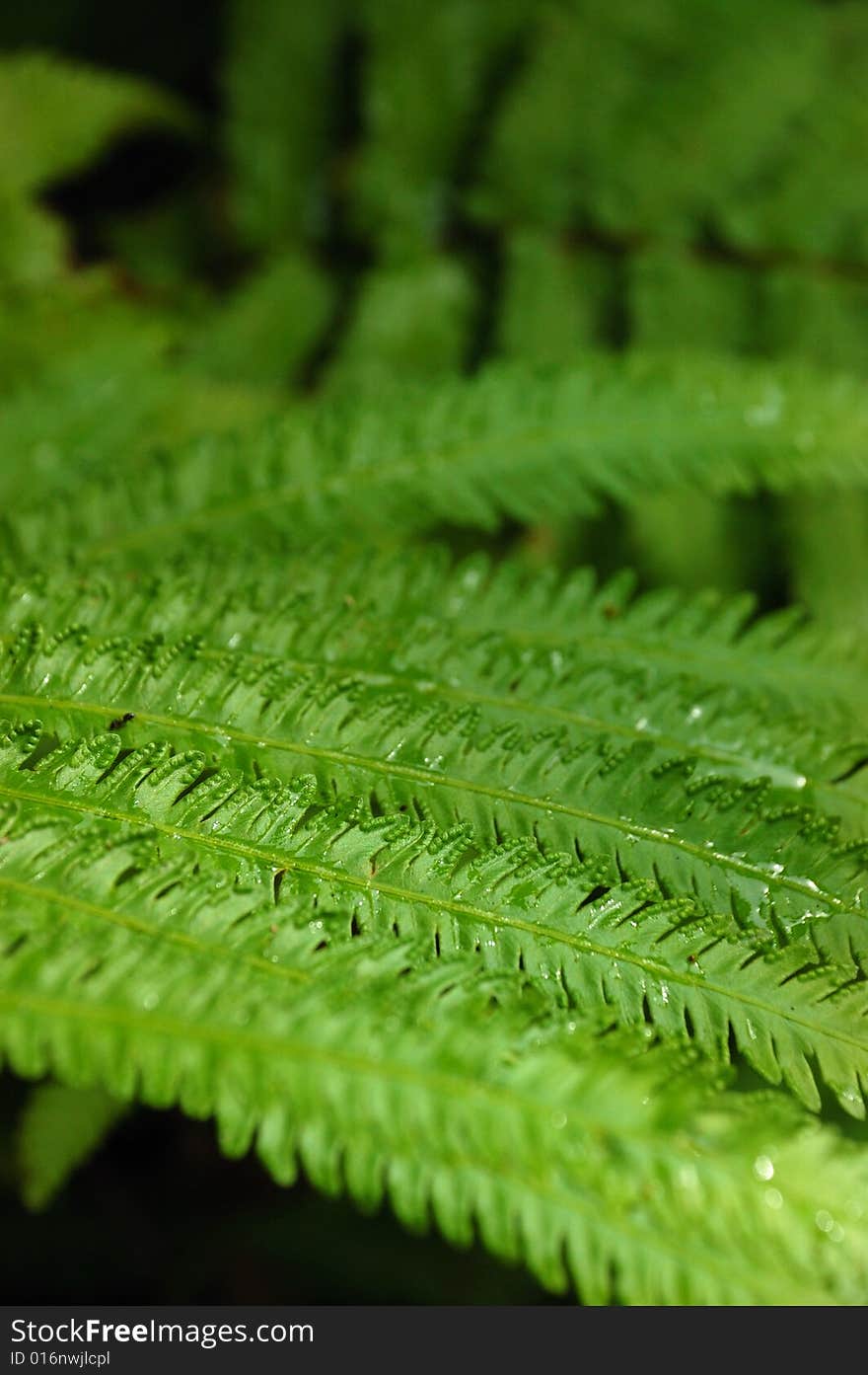 Macro of dew on ferns