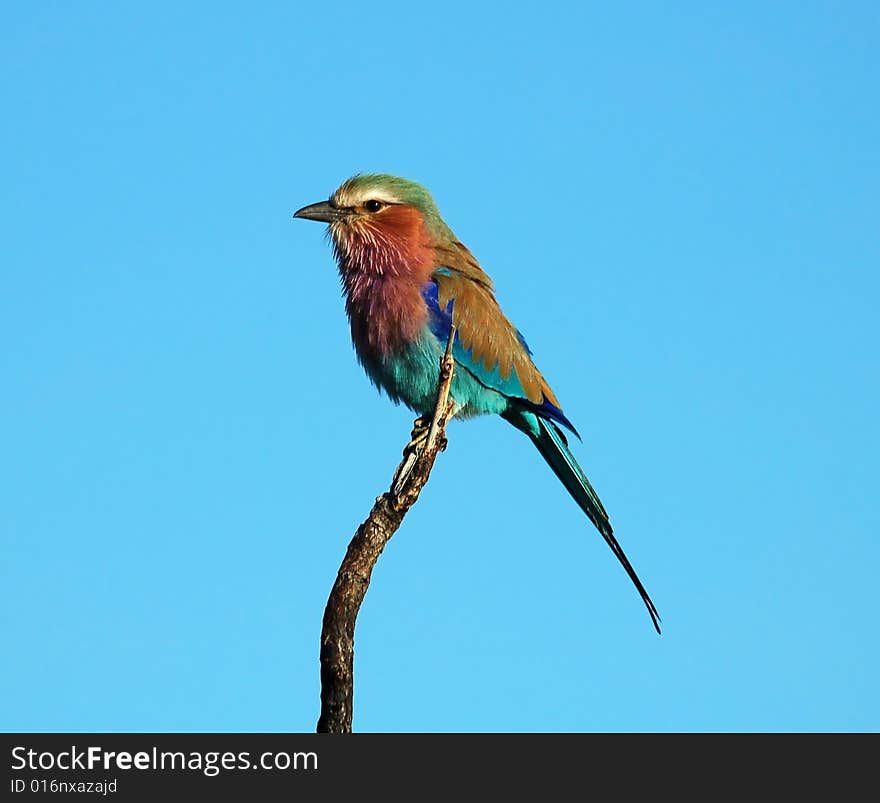 Lilacbreasted Roller (Coracias Caudata)