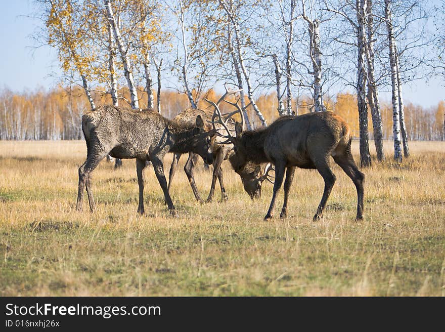 Male deers fighting at autumn