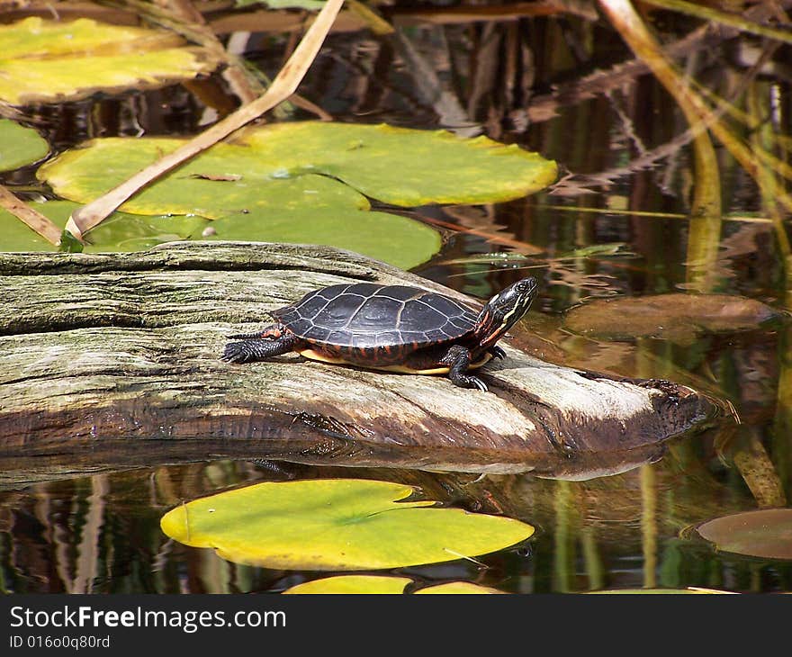 Turtle Sunning