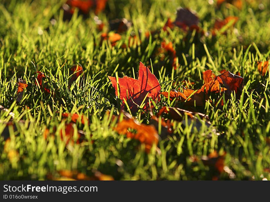 Foliage and Grass