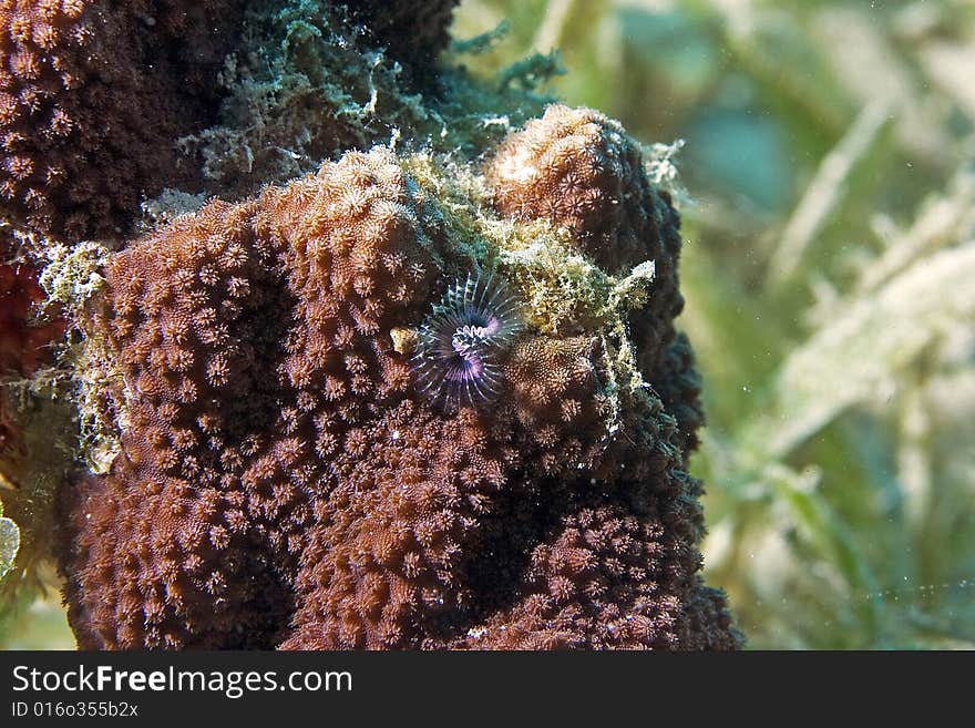 Christmas tree worm (spirobranchus giganteus)