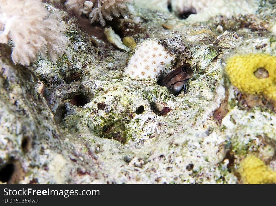 Chestnut blenny (cirripectes castaneus) taken in the Red Sea.