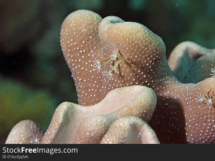 Softcoral taken in the Red Sea.