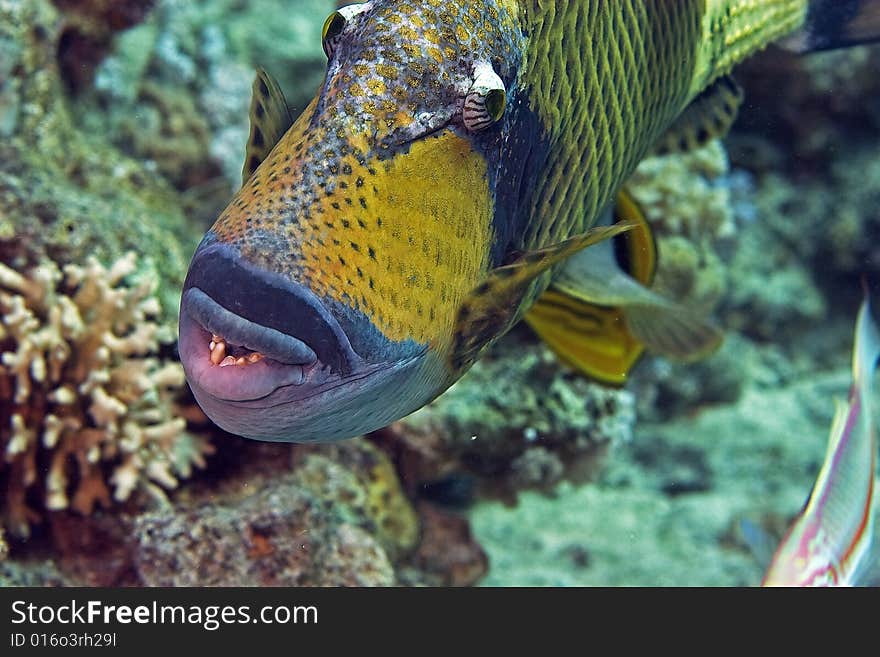 Titan triggerfish ( balistoides viridescens) taken in the Red Sea.